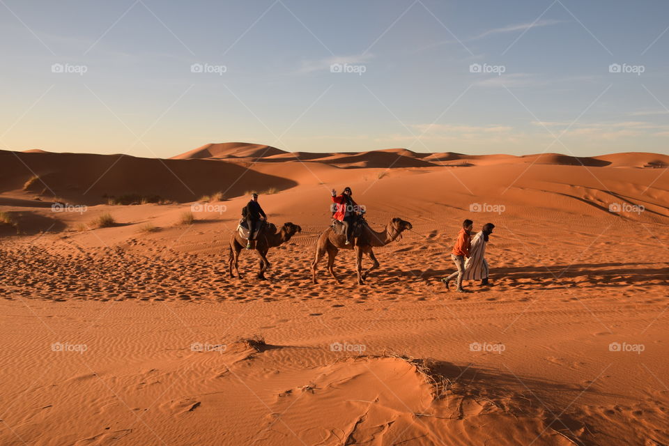 Couple riding arabian camels at Sahara desert with berber men, Morroco