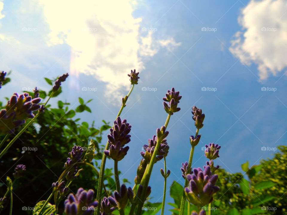 sky lavender british summer wimbledon by graham.harris