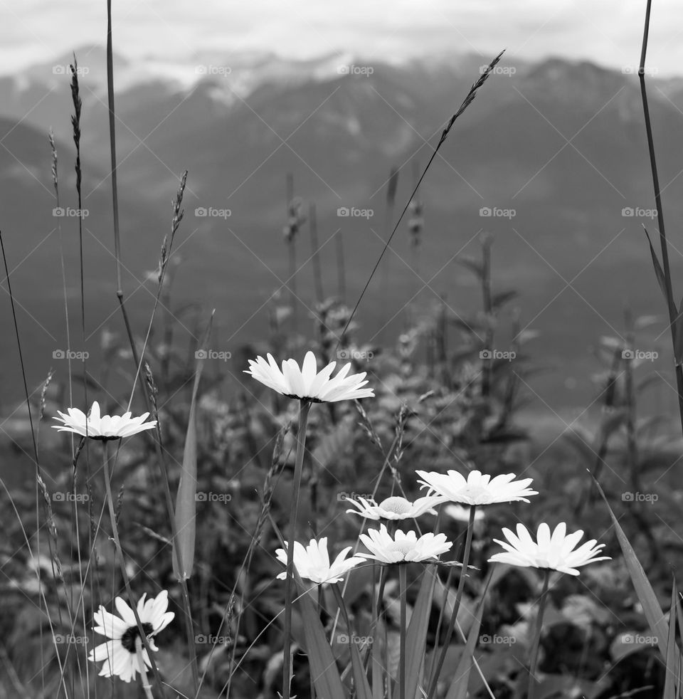 White daisies in a mountain valley 