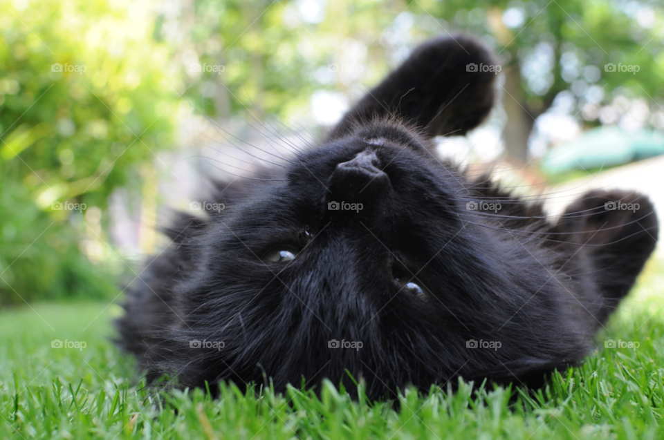 garden happy sunny cat by ninjafarmer