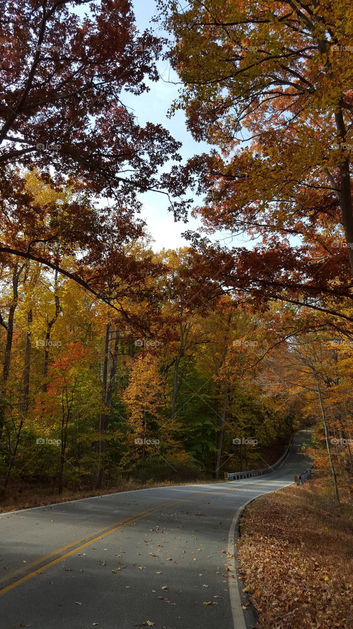 Fall, Tree, Leaf, Landscape, Season