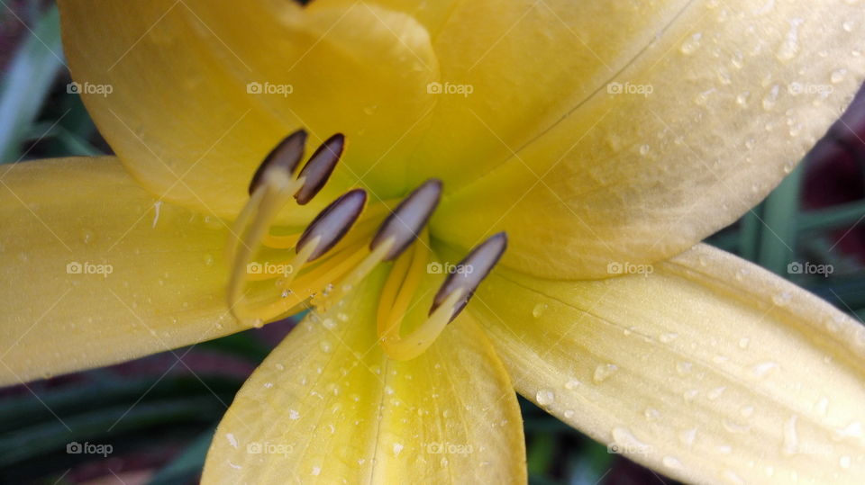 yellow flower