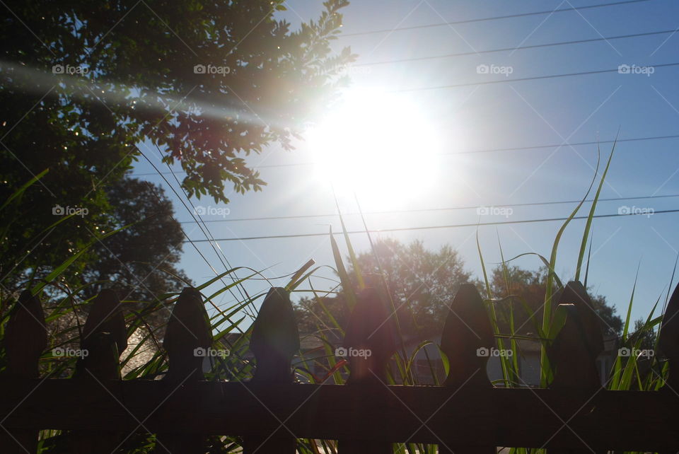 Sun and trees