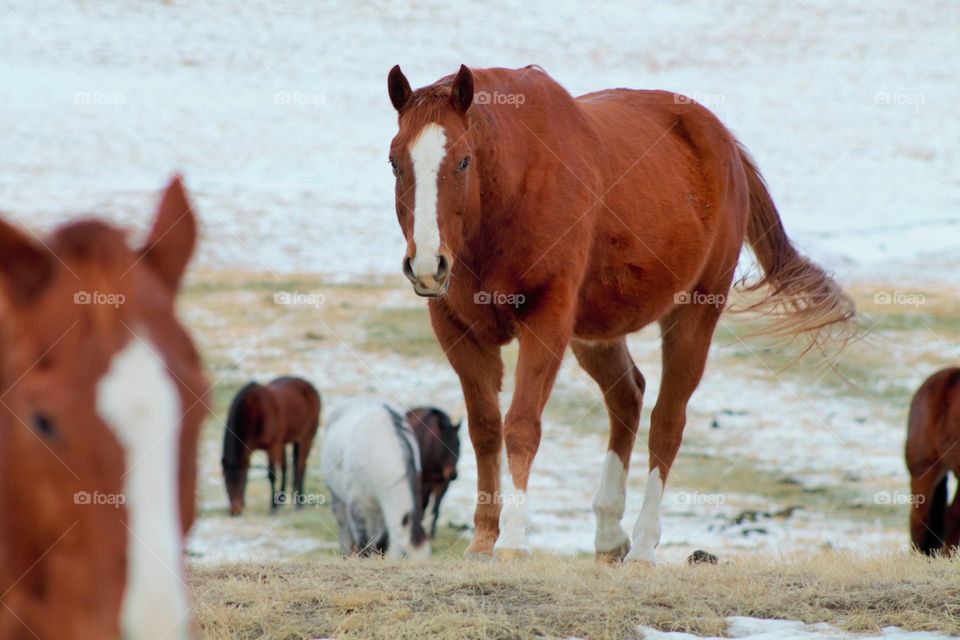 Horses on field in winter