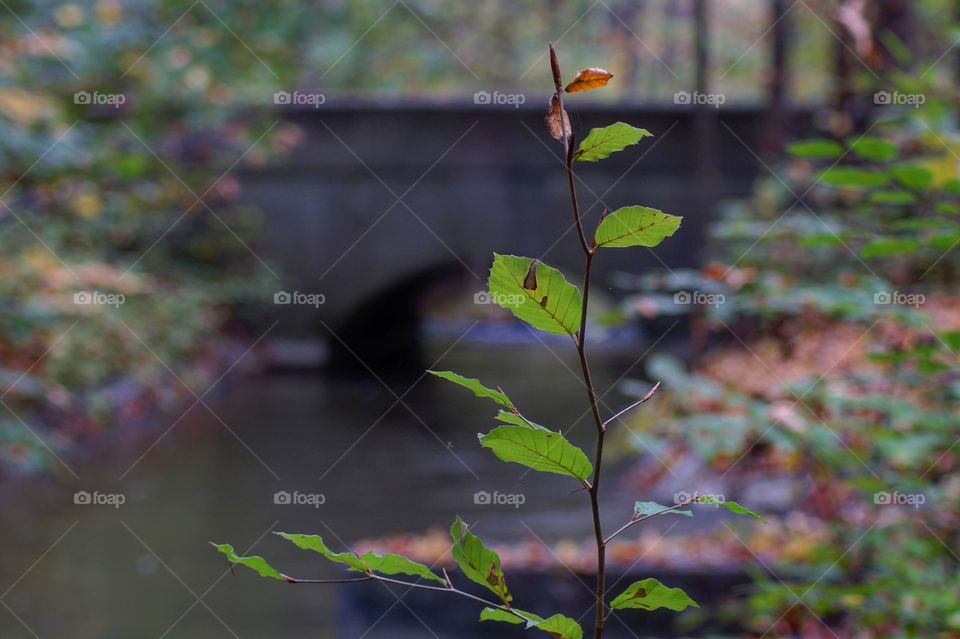 Herbstfarben