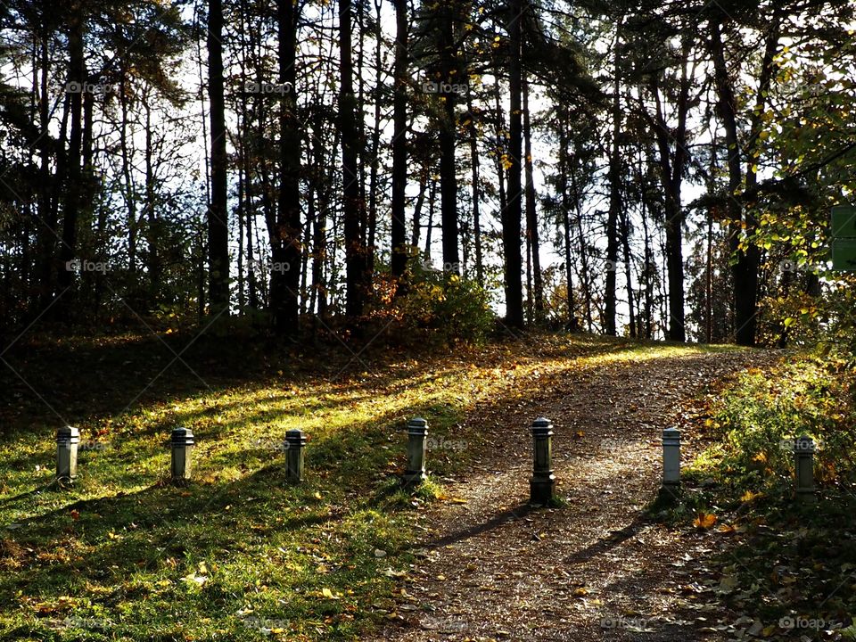 Morning in the forest