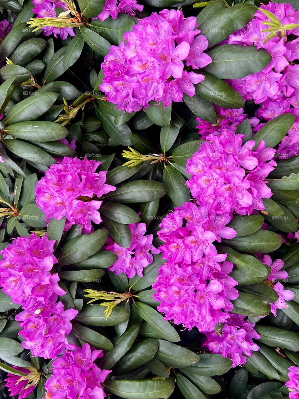 Photography of Rhododendron flowers 