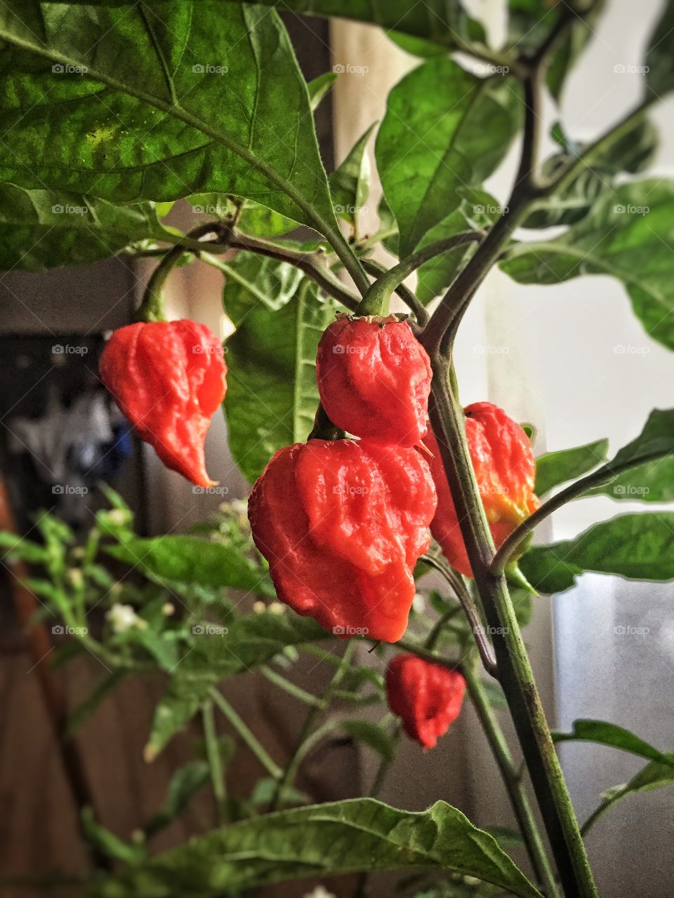 Carolina Reaper, the world strongest chillis