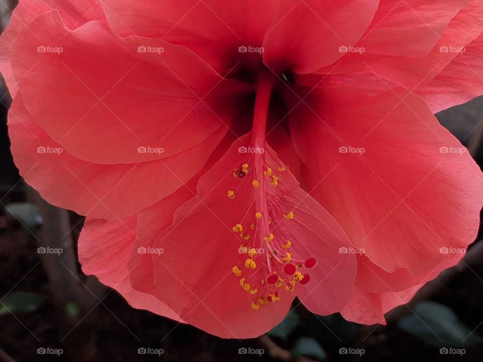 hibiscus photographs