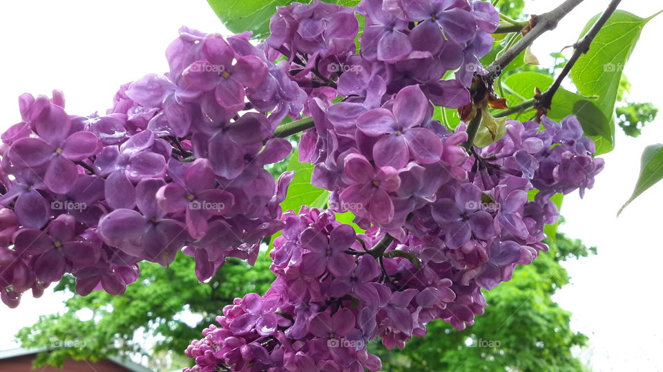 lilacs . lilacs 