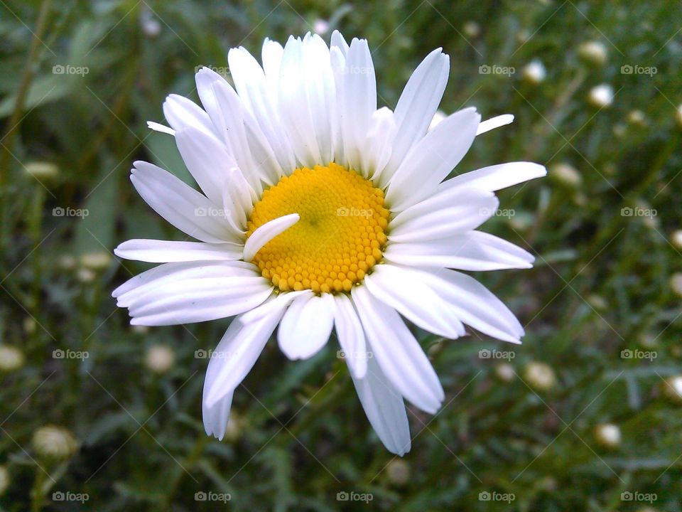 Shy Daisy. This one seems abashed to be the first to reveal itself to the world