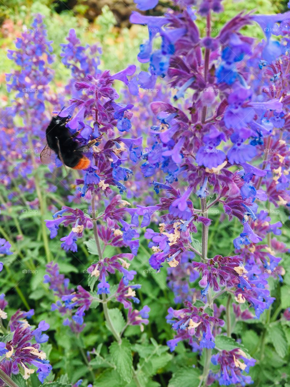  Beautiful flowers 