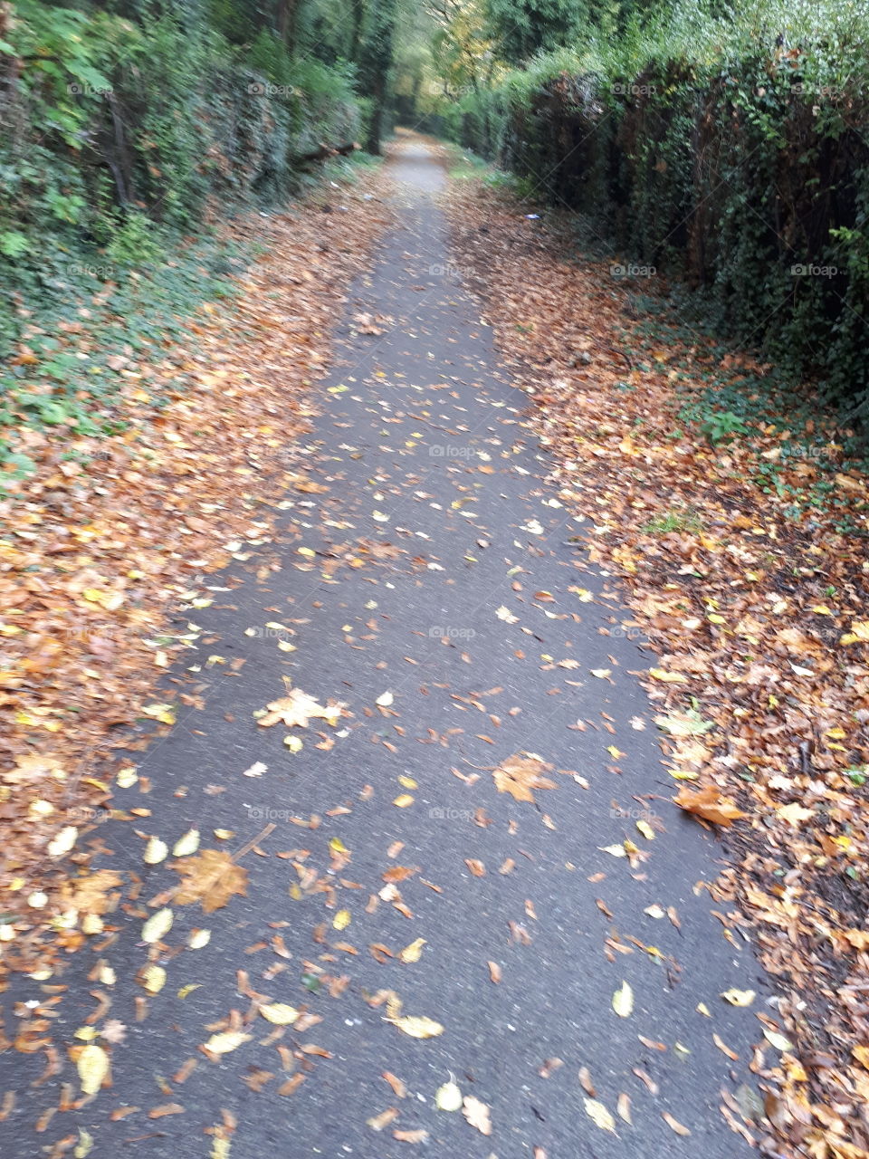 Autumn Road