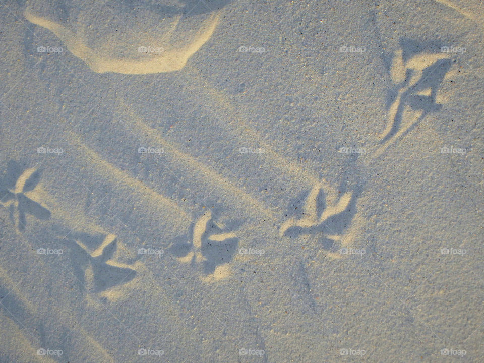Clearwater Beach bird tracks