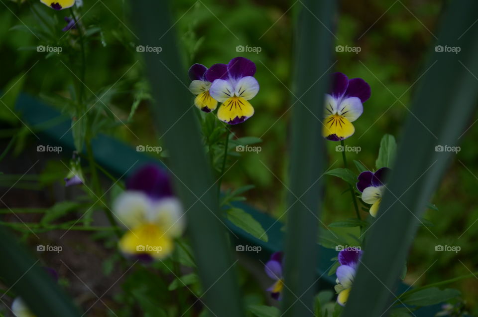 Colorful flowers