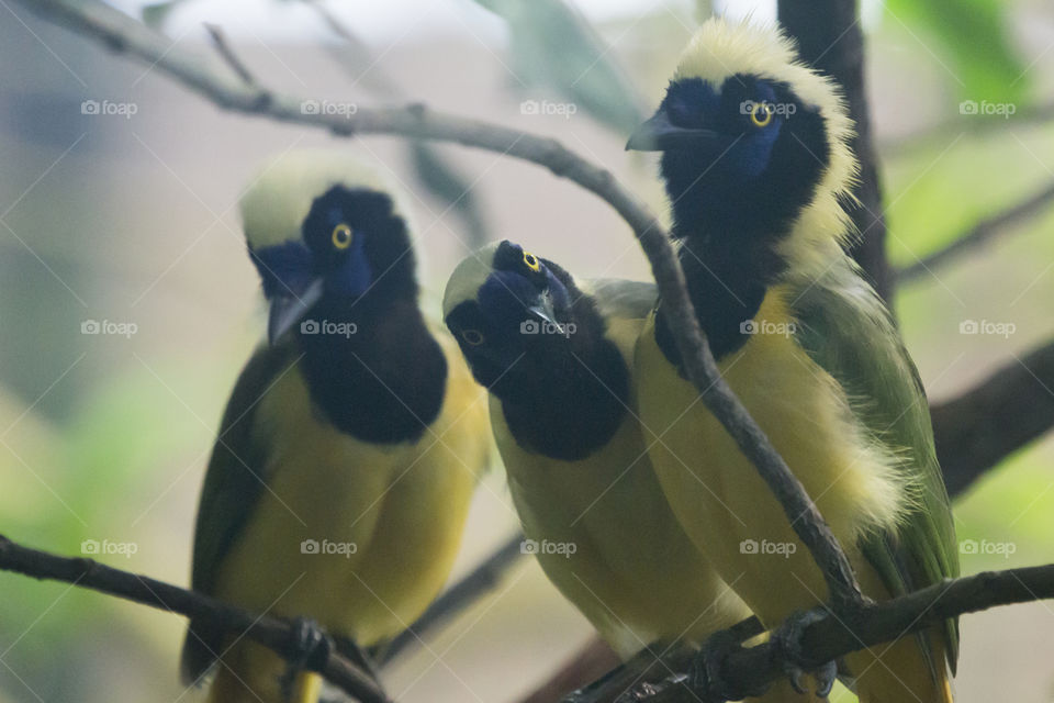 Curious colorful tropical birds on a branch,  Inca Jay bird .
Nyfikna tropiska fåglar på en gren, Inkaskrika
