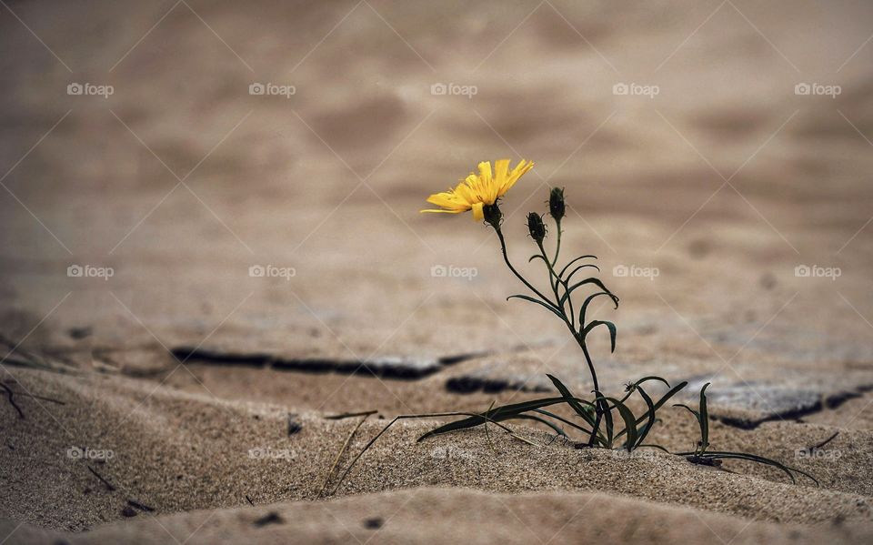 Flower and sand