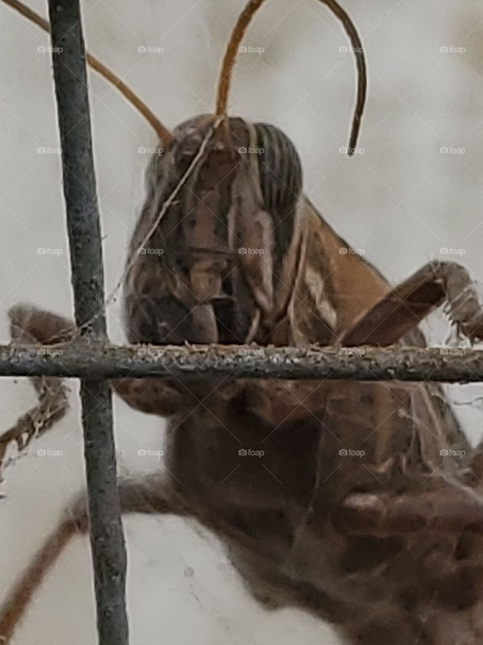 grasshopper behind bars