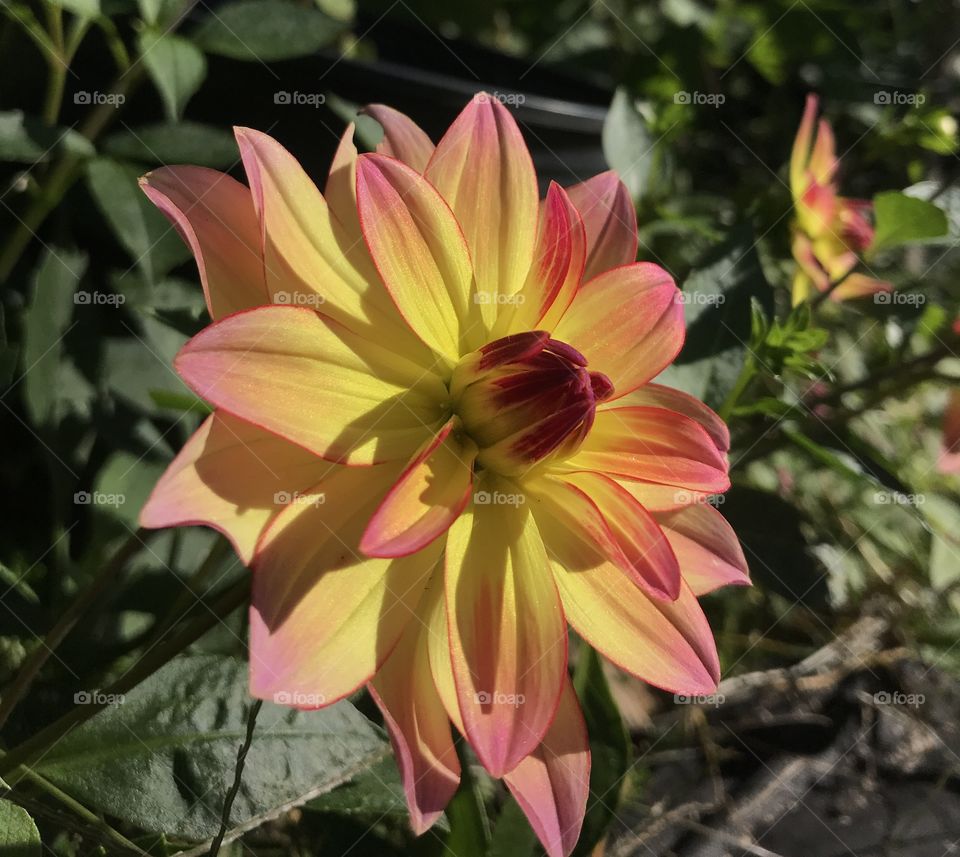 The hypnotic effects of the dahlia flower. Watch the colors fold open & set your worries free. 