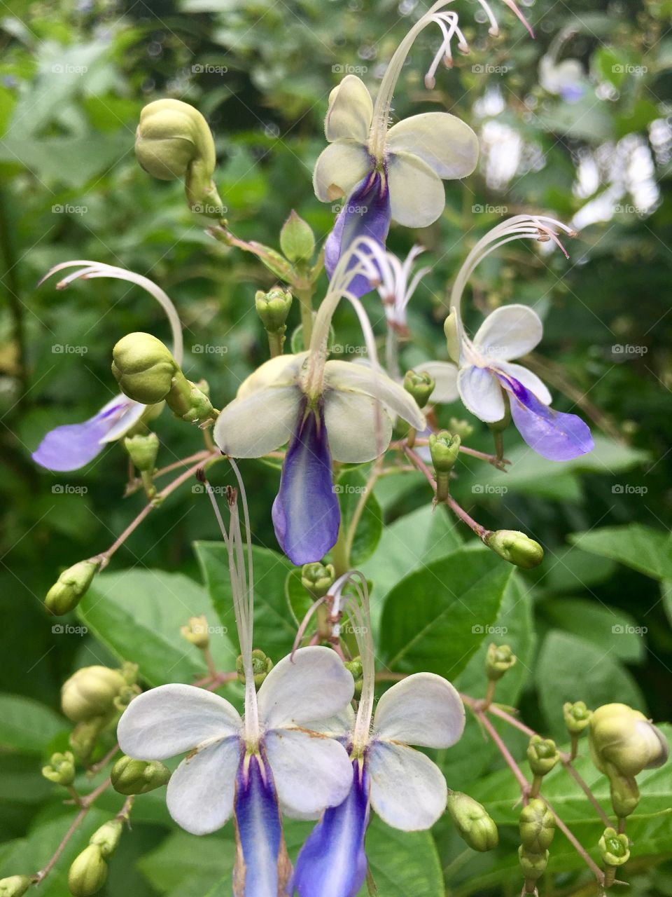 Mini butterfly flower...