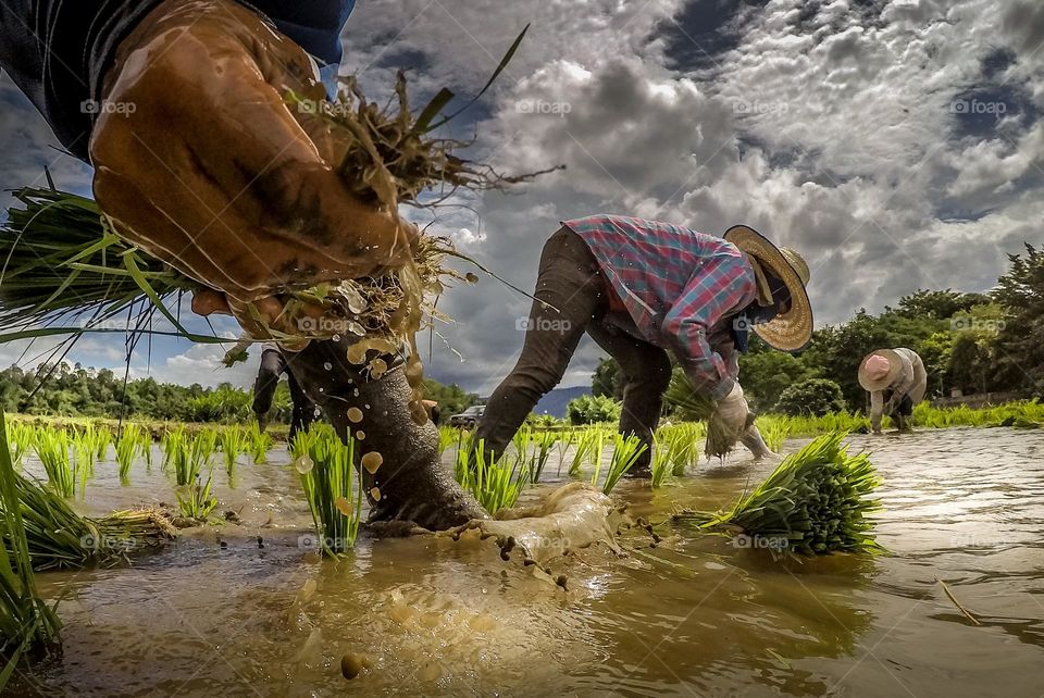 Close up of hands of Thai farmer working in paddy field in Chiang Mai