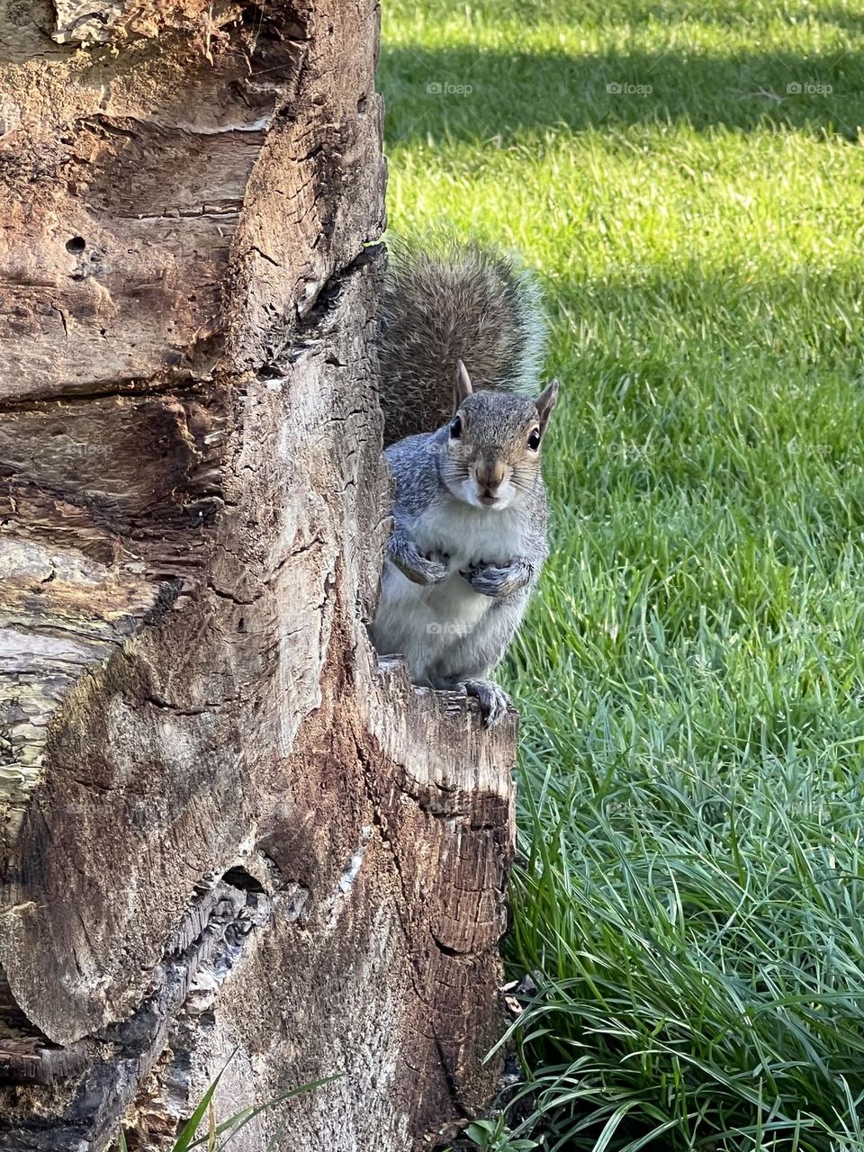 Squirrel 