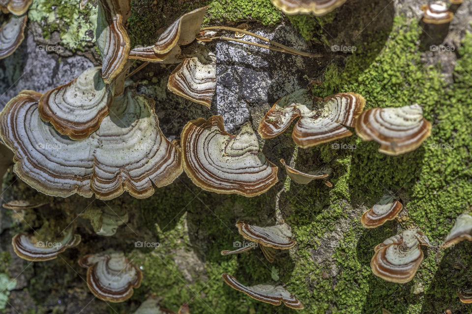 Fungi and moss on tree trunk