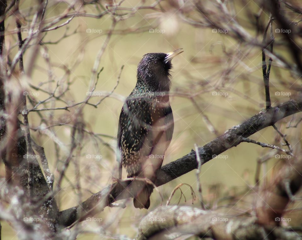 birds are coming back from migration