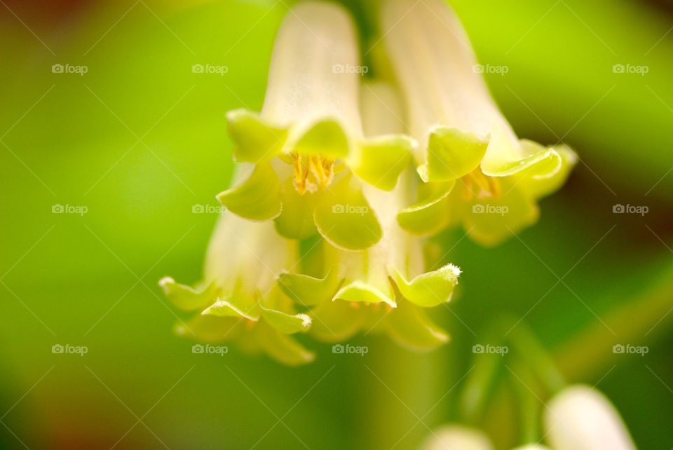 Close-up of flowers