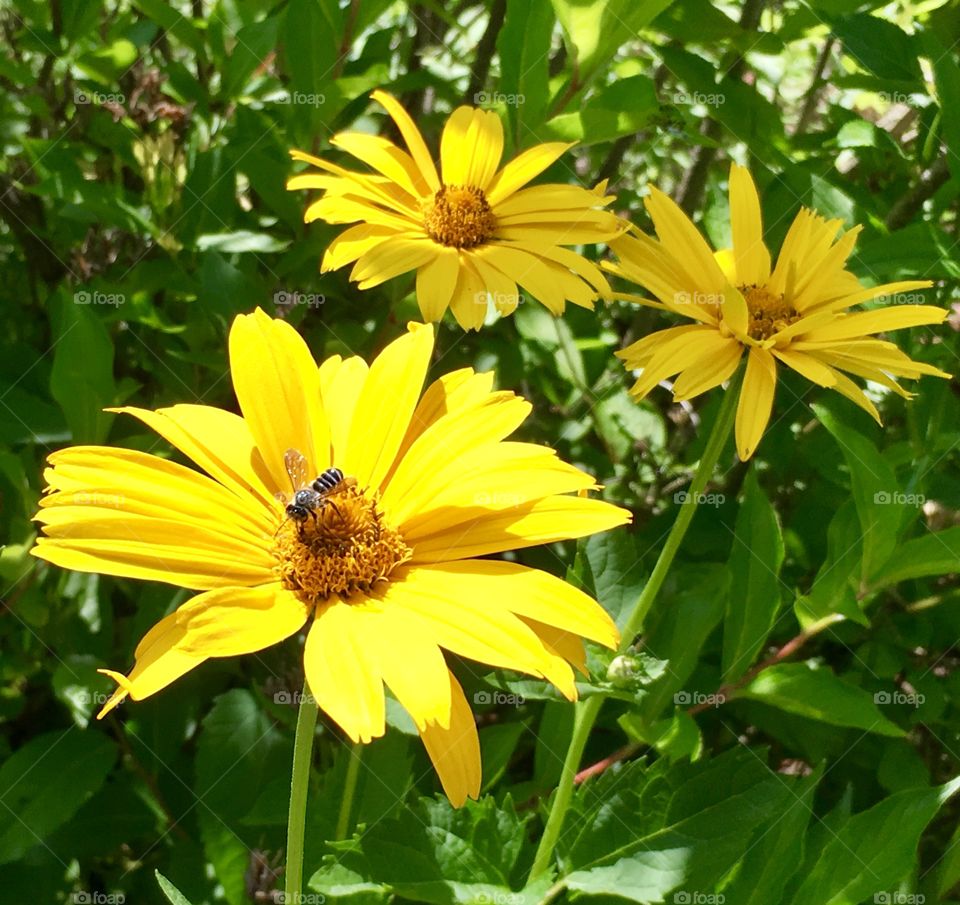 Yellow flowers and a bug