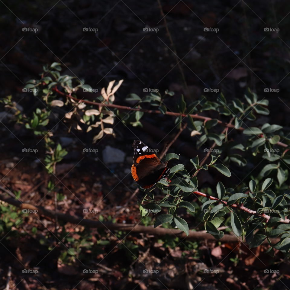 A black and orange with white dots butterfly lying on brown brunches with dark green leaves 