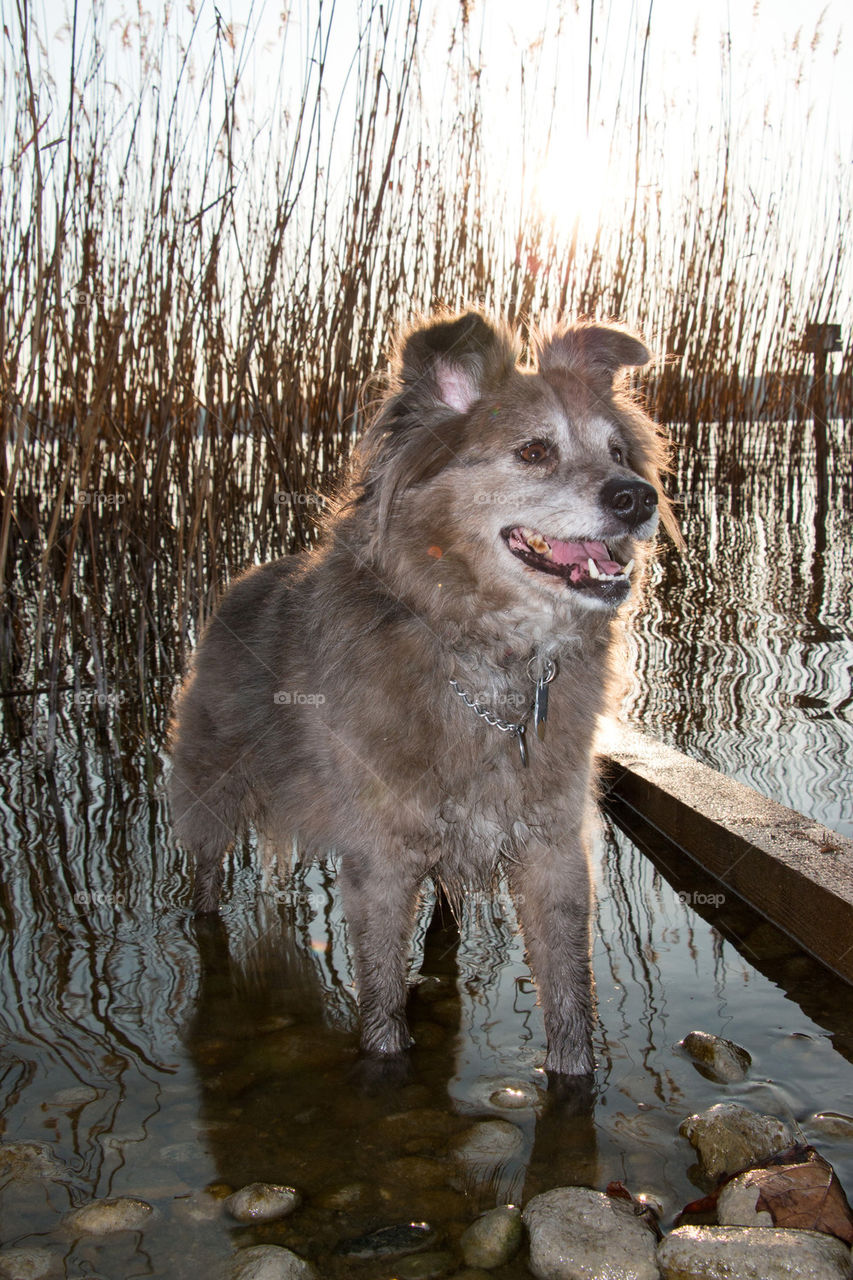 Happy dog at lake