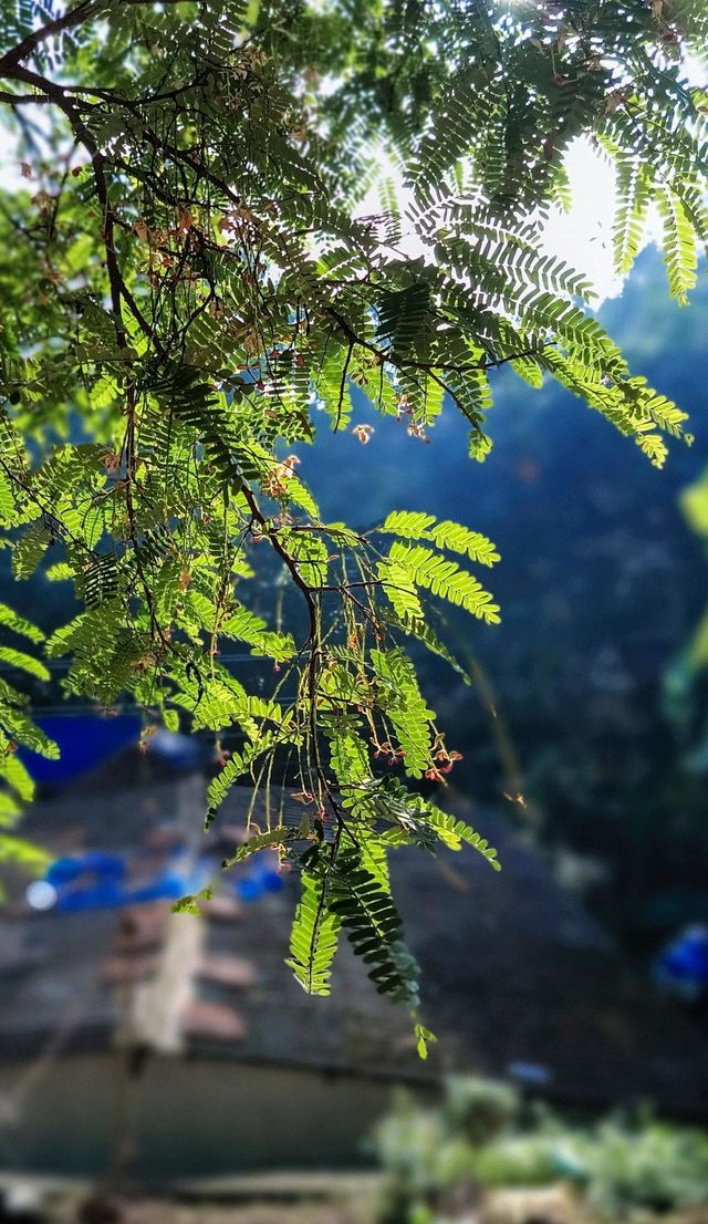 green morning