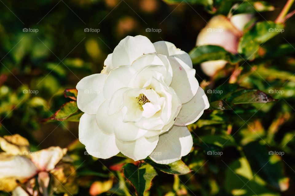 White rose