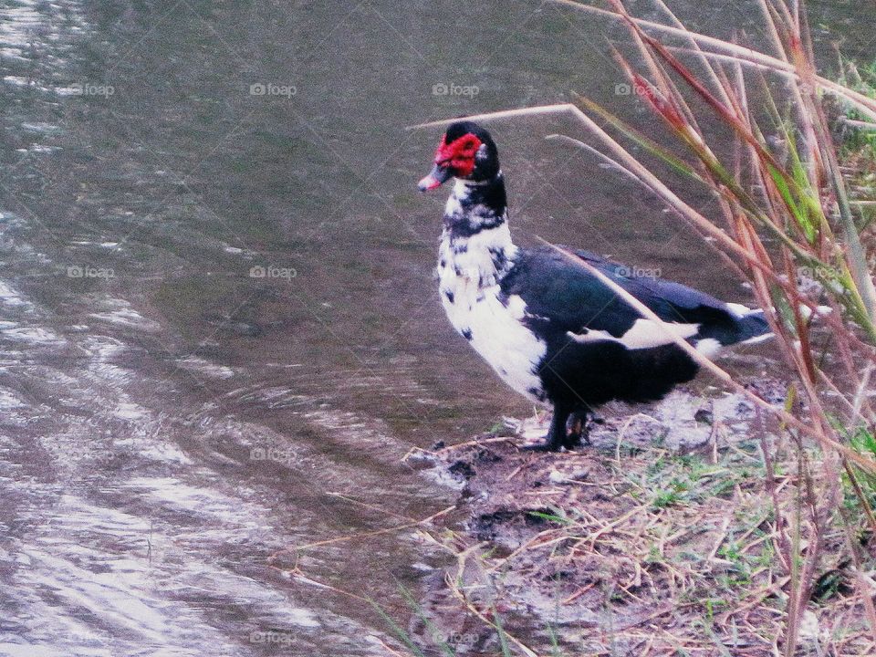 Red face duck