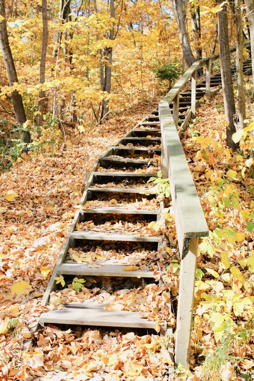 I see this gorgeous long stairway in beautiful serene woodsy area while in nature walk. 