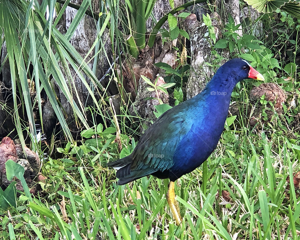 purple Gallinule on the waters edge near a Palm tree