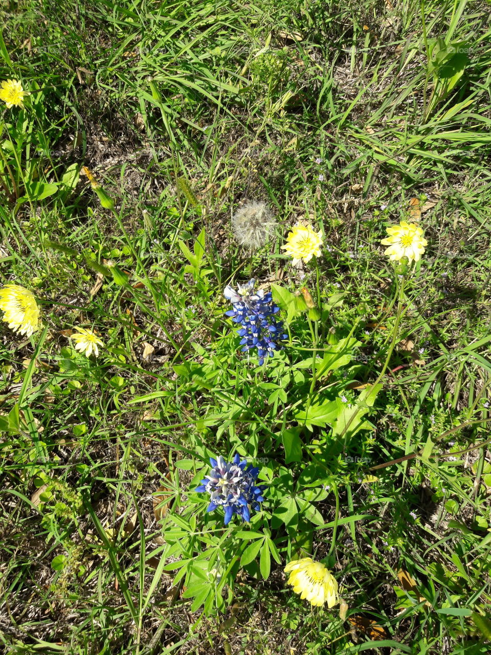 Wildflower trip.Brenham,TX.
