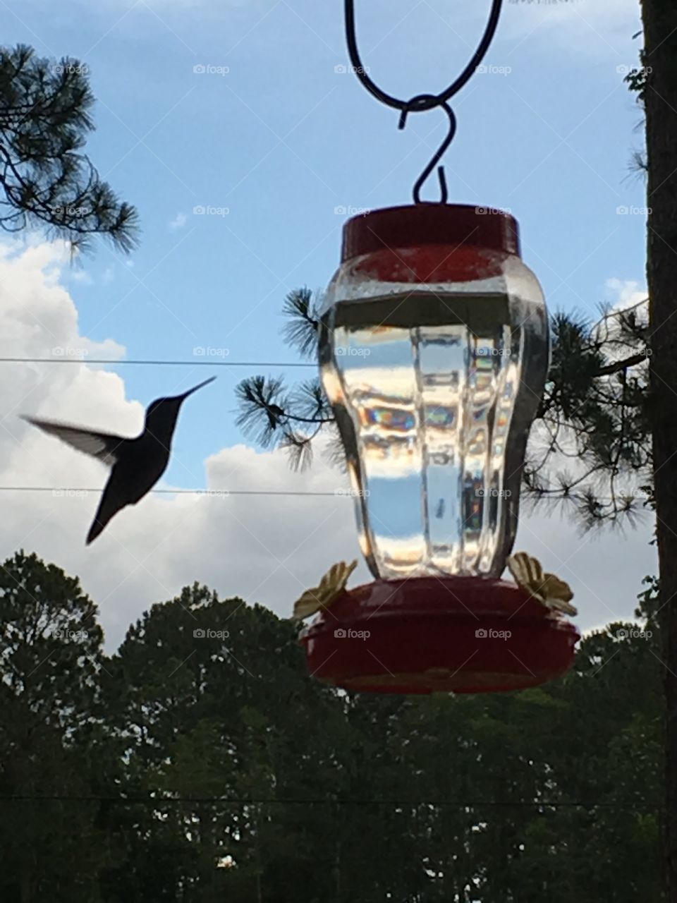 Hummingbird Silhouette 