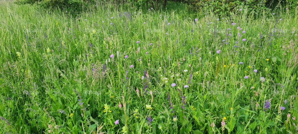 meadow flower