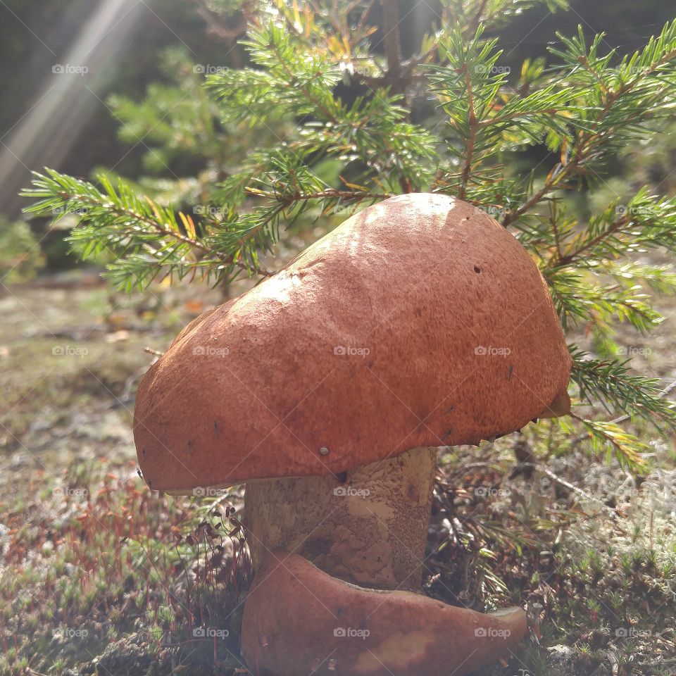 Mushroom throught autumn's sun