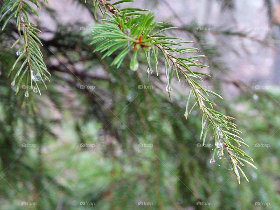 Pine drops
