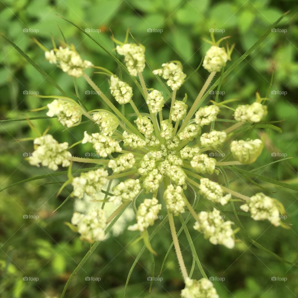 Ohio wildflower 