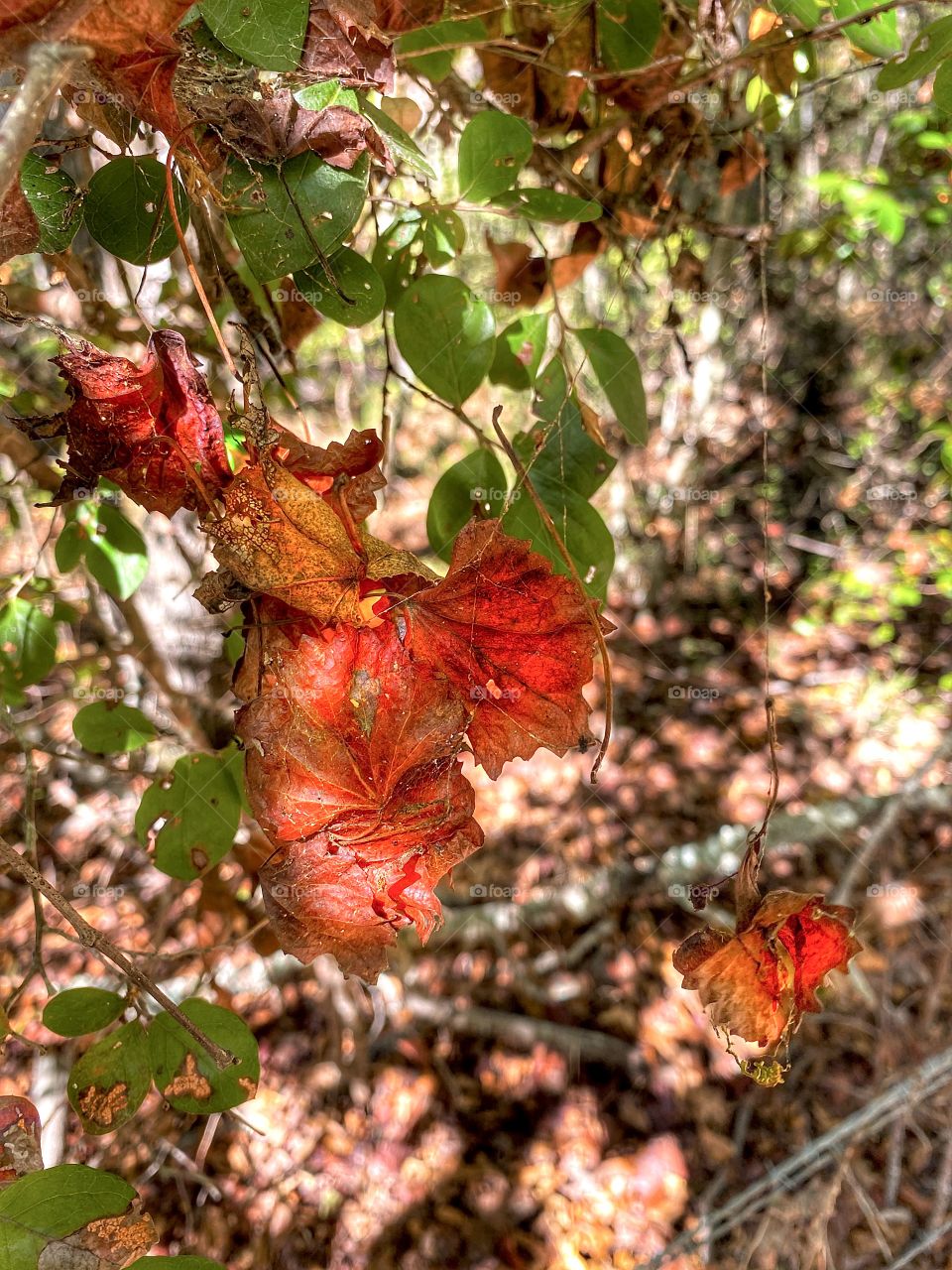 Dangling Autumn Leaves