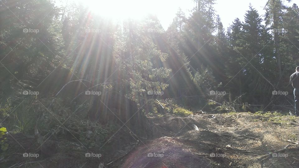 Landscape, Tree, Nature, No Person, Wood