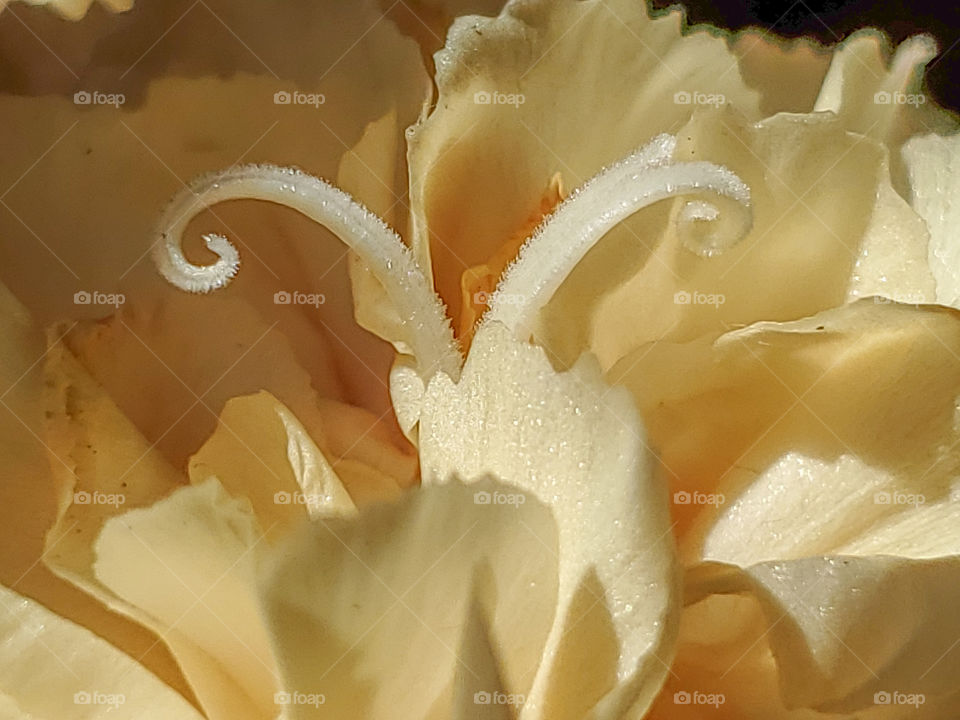 Macro off a vanilla colored carnation flower showing the soft velvety shimmering texture.
