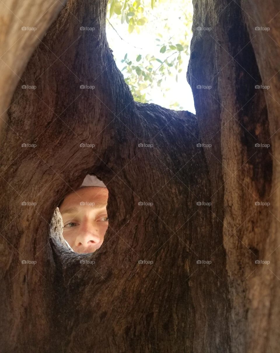 Person peeking through hole in a tree's trunk