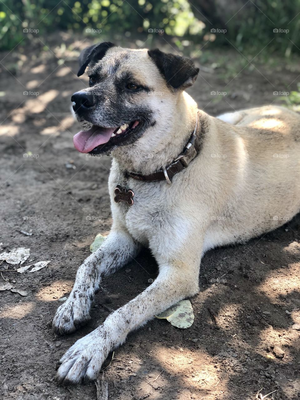 Rescue mutt goes swimming for the first time and comes back with some very muddy paws! 