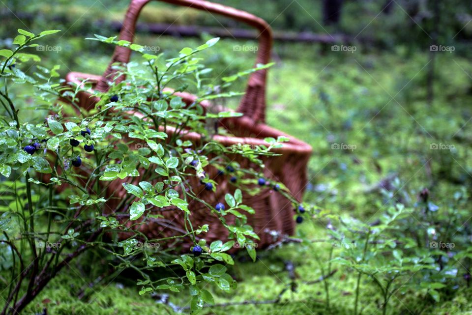 Blueberry. Forest. Moss. Wicker basket. Berries