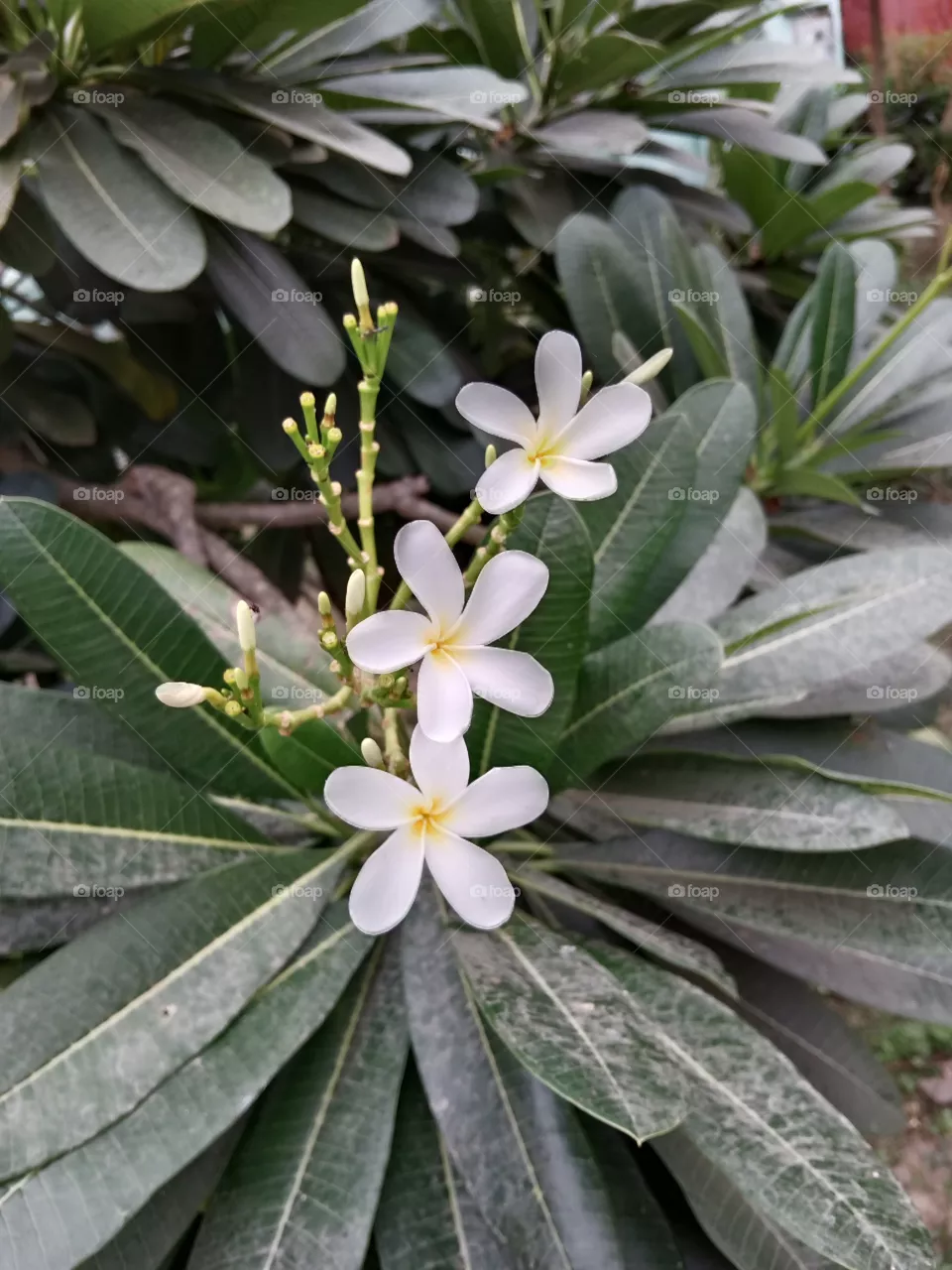 lili flower
